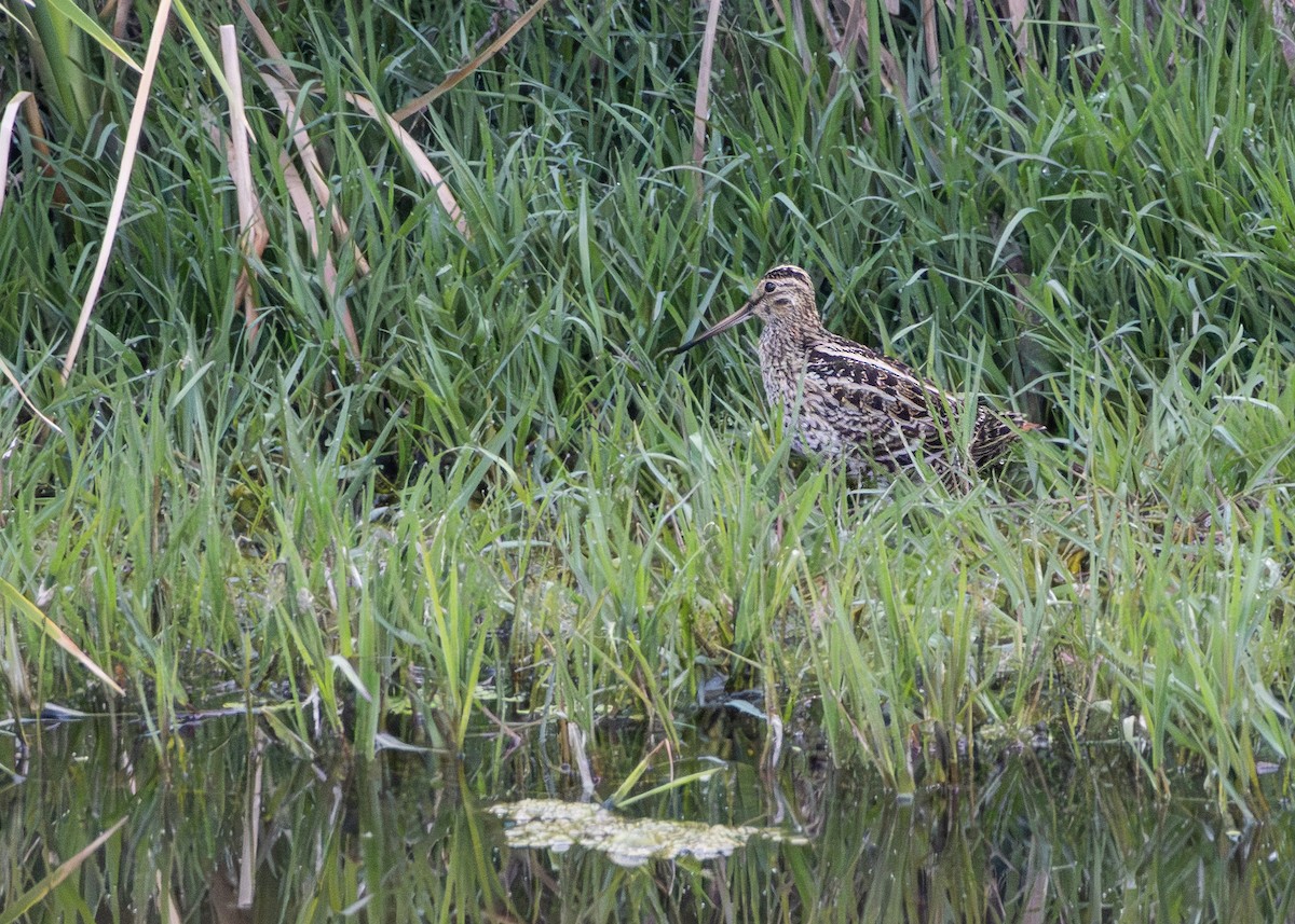 חרטומית בינונית - ML644643850