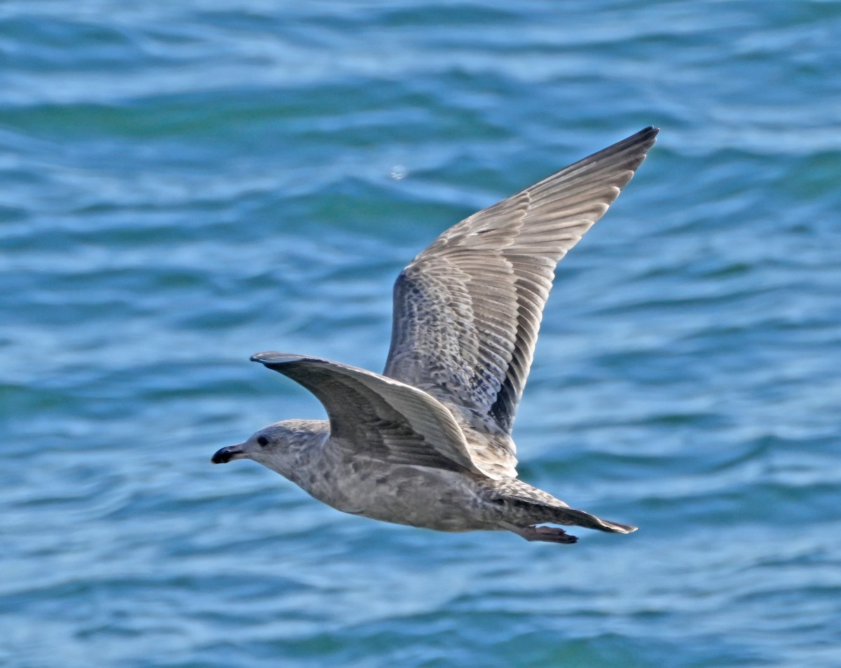 Kaio hauskara amerikarra - ML644643851