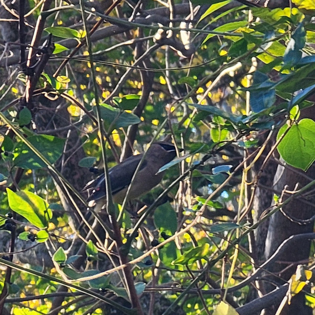 Cedar Waxwing - ML644643864