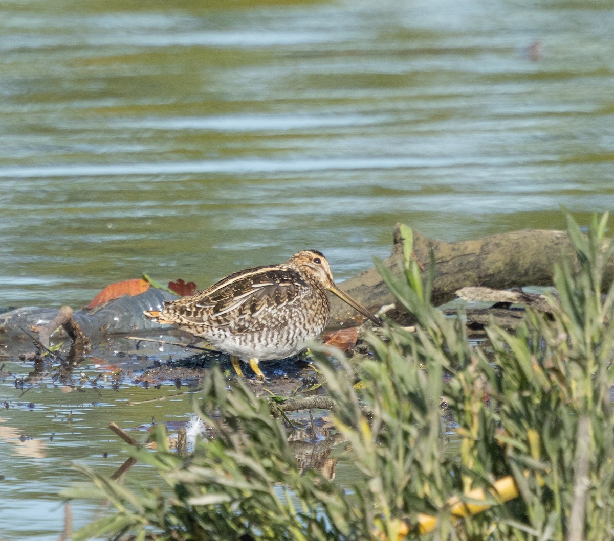 アメリカタシギ - ML644643865