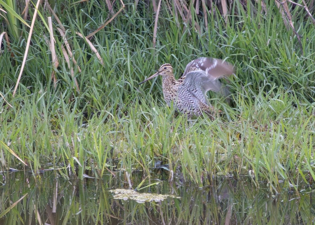 חרטומית בינונית - ML644643866