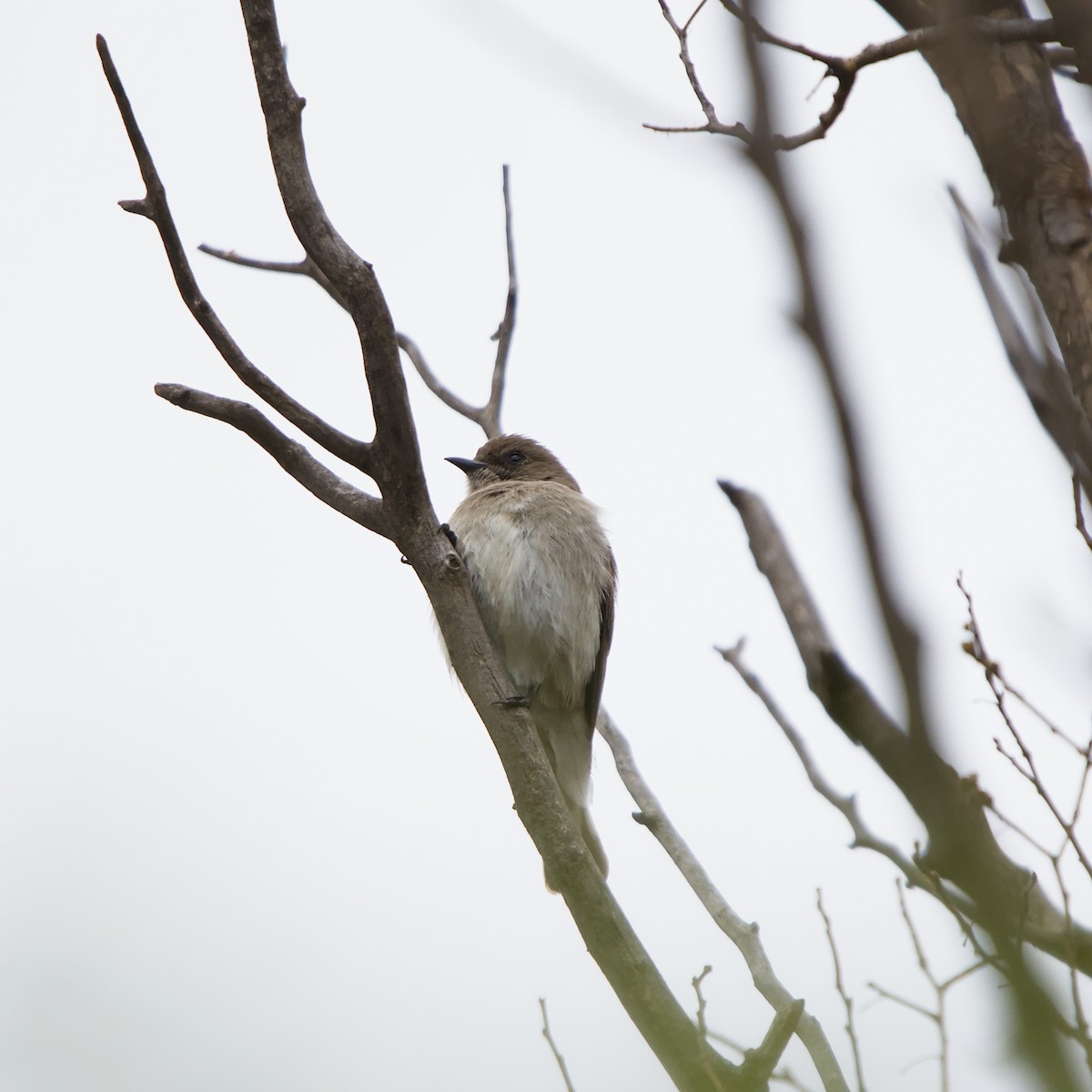 Brown-backed Honeybird - ML644643867
