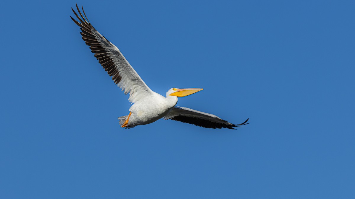 アメリカシロペリカン - ML644643877