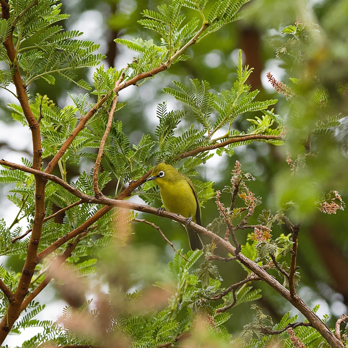 Kap Gözlükçüsü - ML644643883