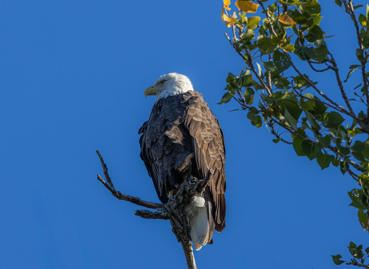 ハクトウワシ - ML644643891