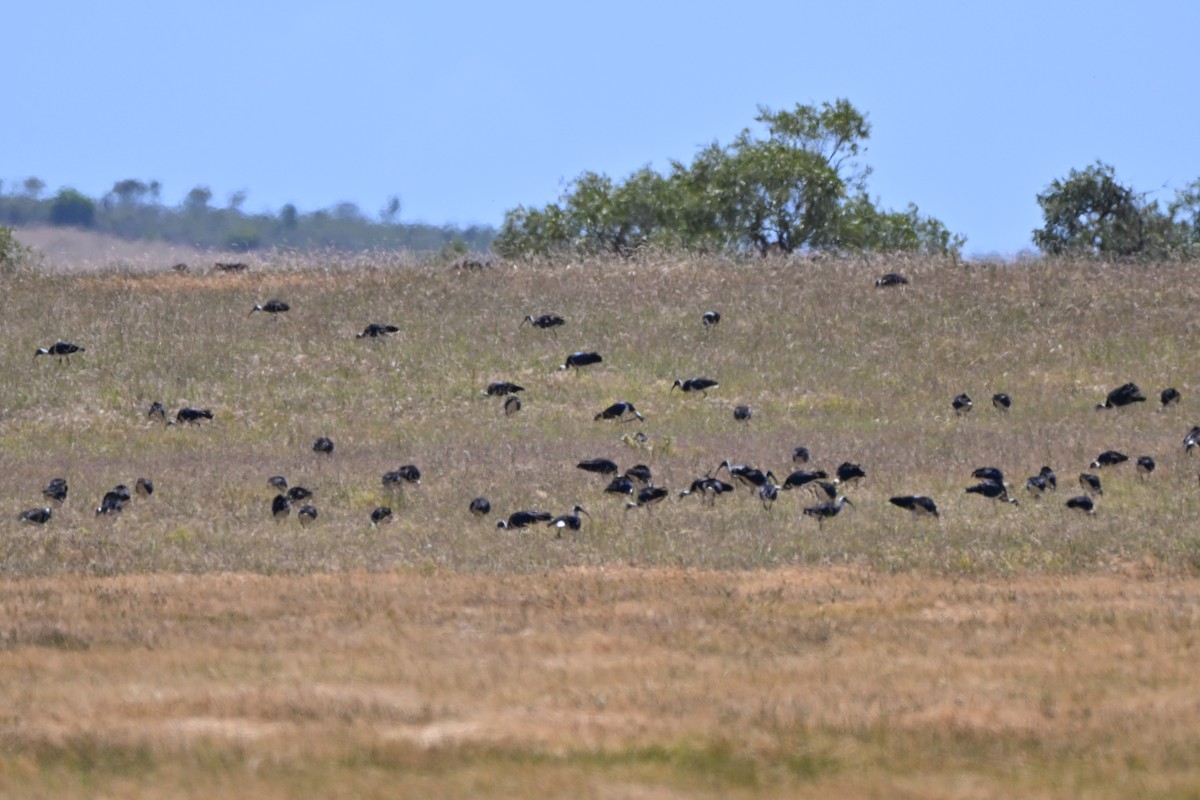 Straw-necked Ibis - ML644643908