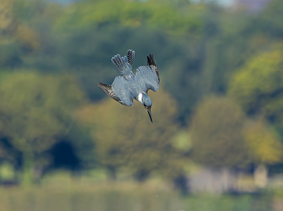 アメリカヤマセミ - ML644643912