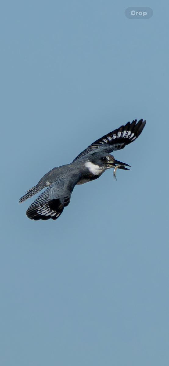 アメリカヤマセミ - ML644643913