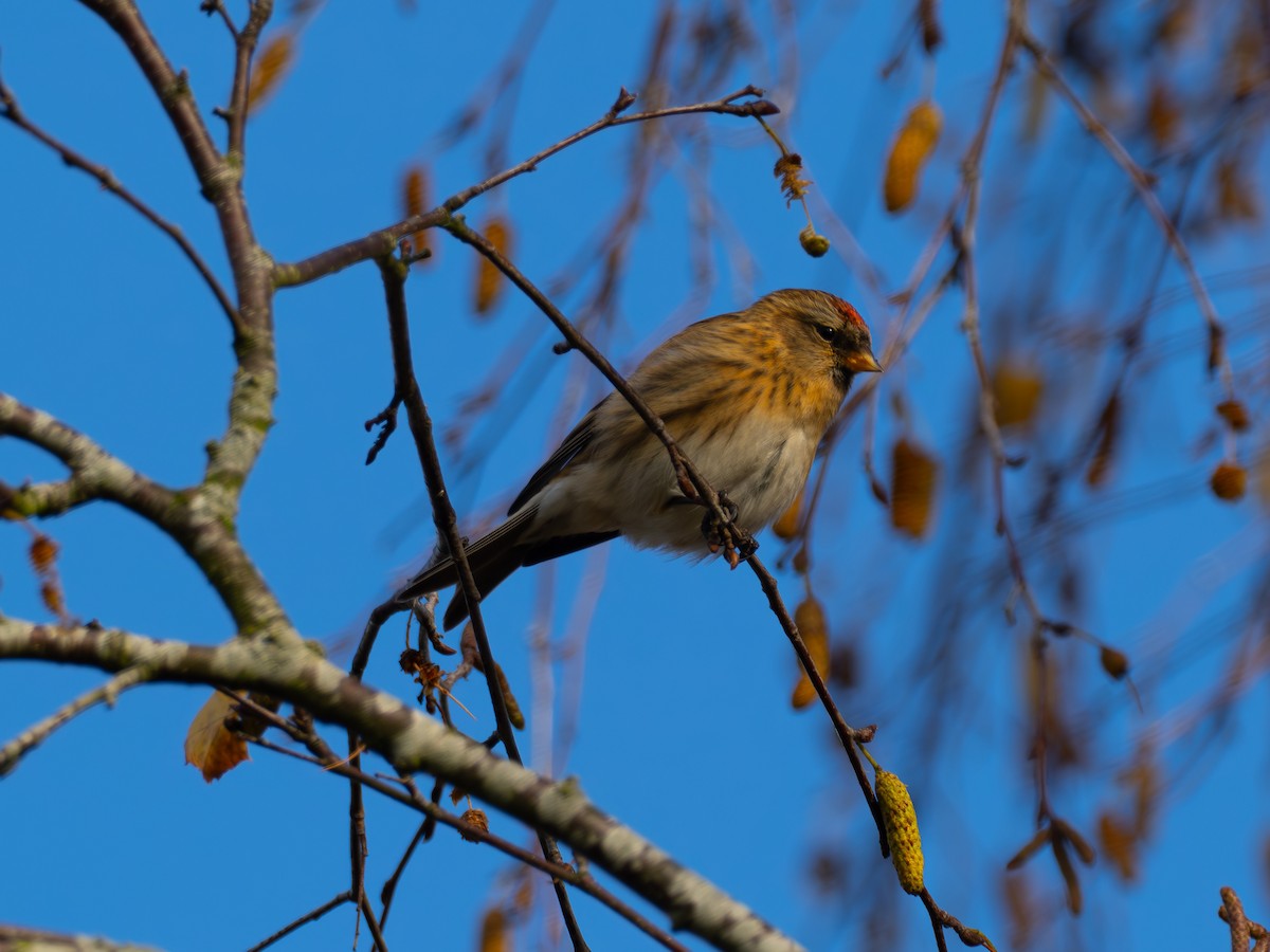 Redpoll - ML644643914