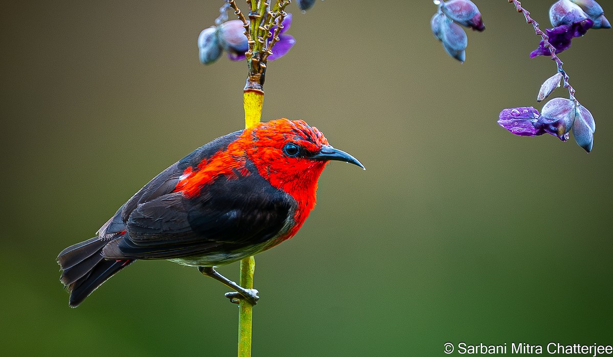 Myzomèle des Célèbes - ML644643918