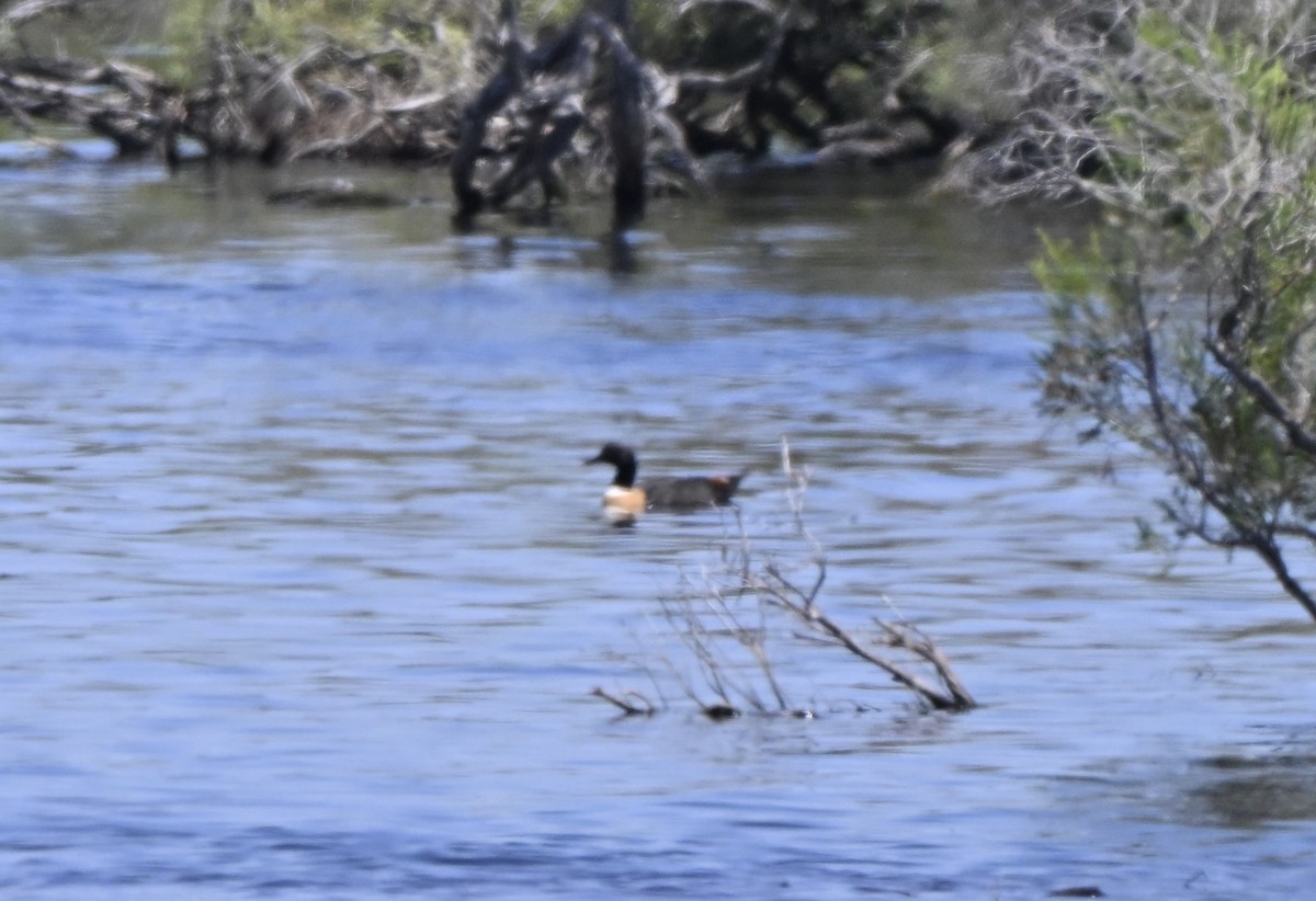 Галагаз австралійський - ML644643925