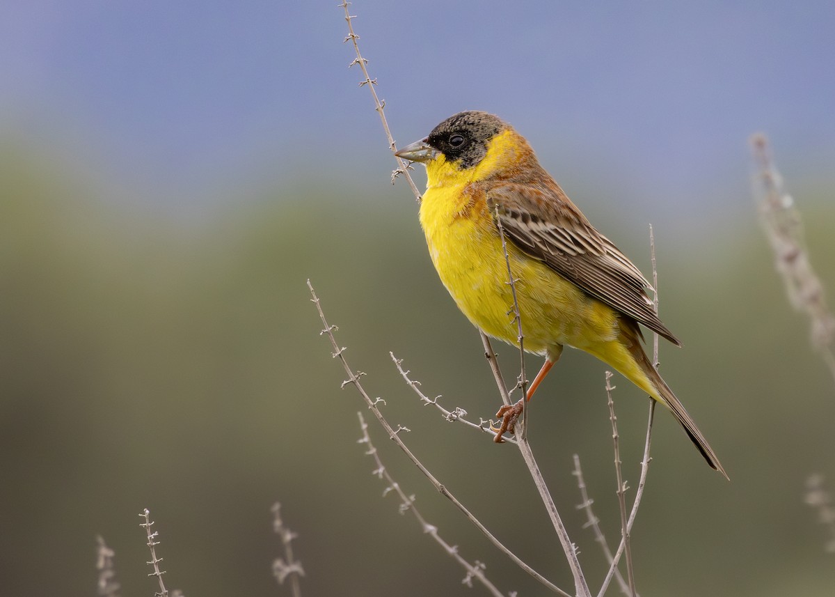 גיבתון שחור-ראש - ML644643927