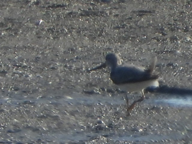 Terek Sandpiper - ML644643929