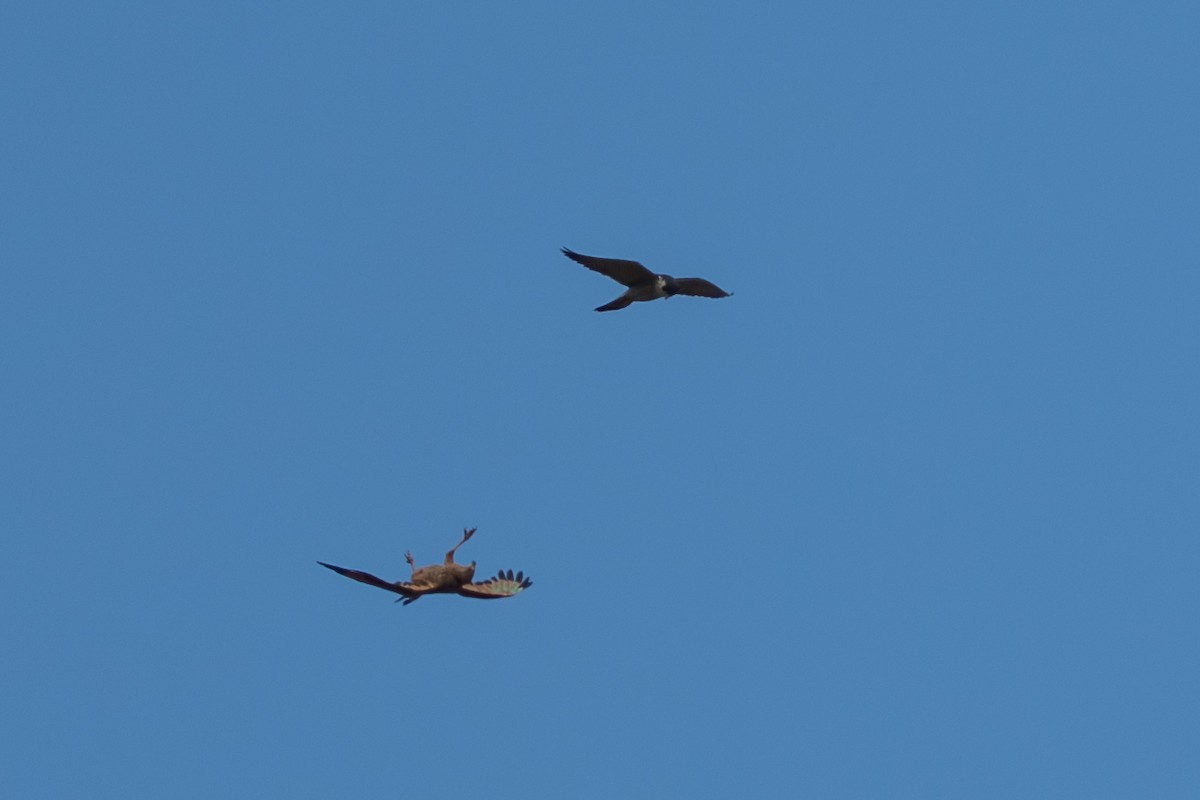 サバンナノスリ - ML644643936