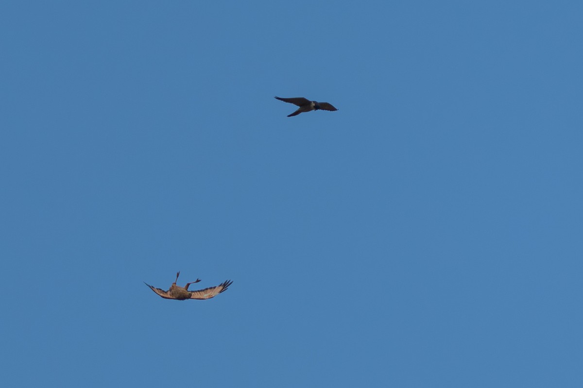 サバンナノスリ - ML644643937