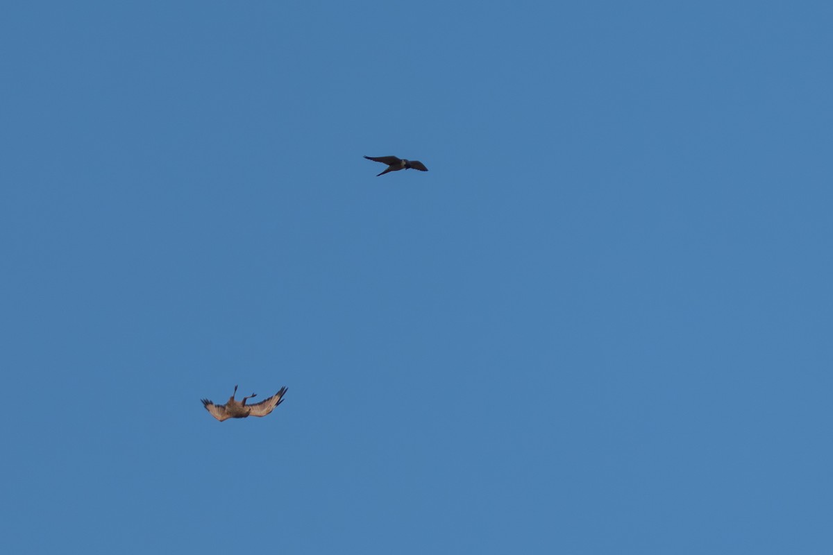 サバンナノスリ - ML644643938