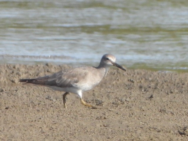 キアシシギ - ML644643942