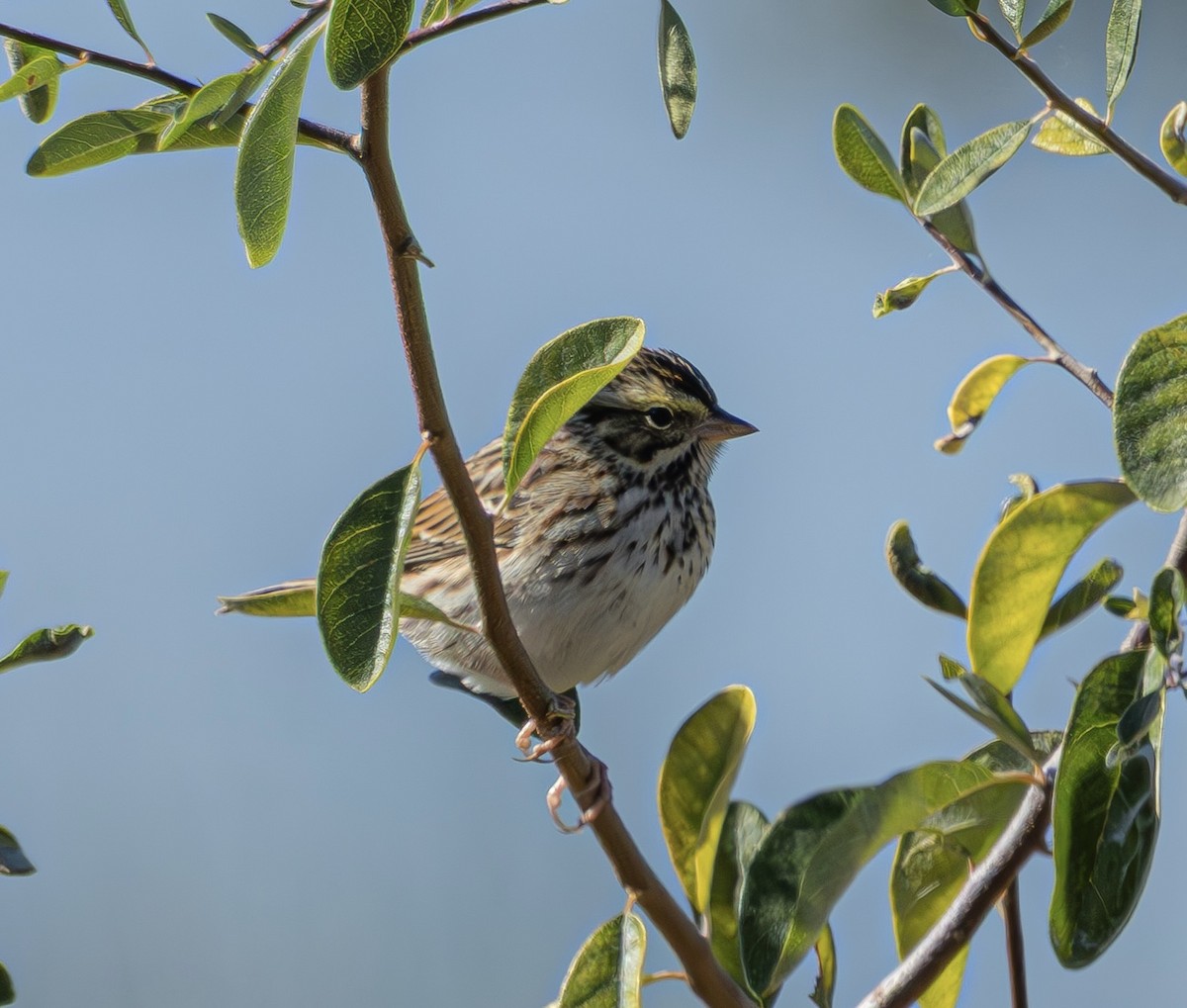 サバンナシトド - ML644643943