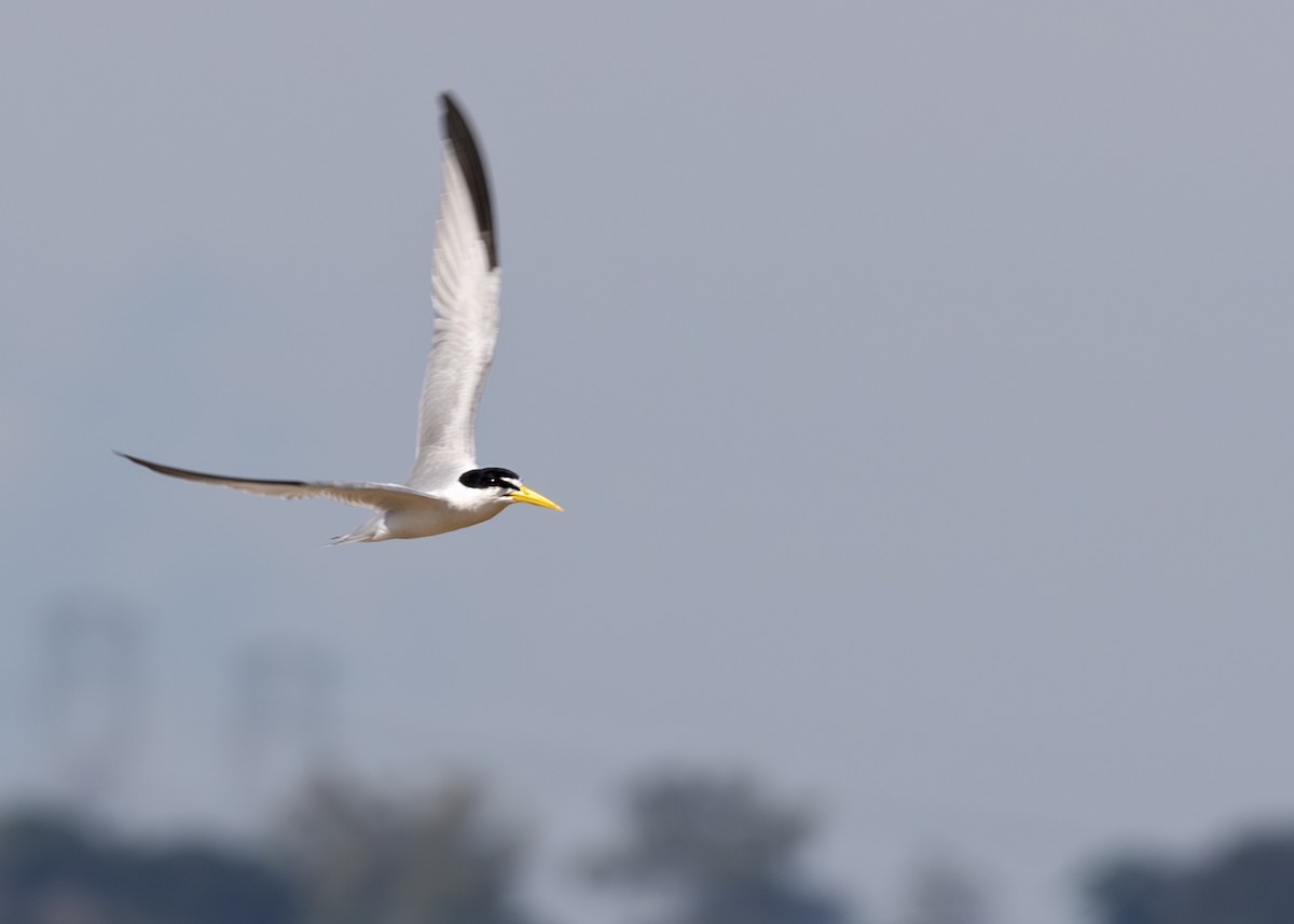 Yellow-billed Tern - ML644643946