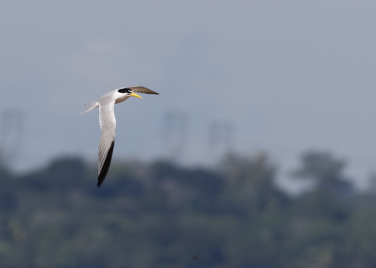 Yellow-billed Tern - ML644643947