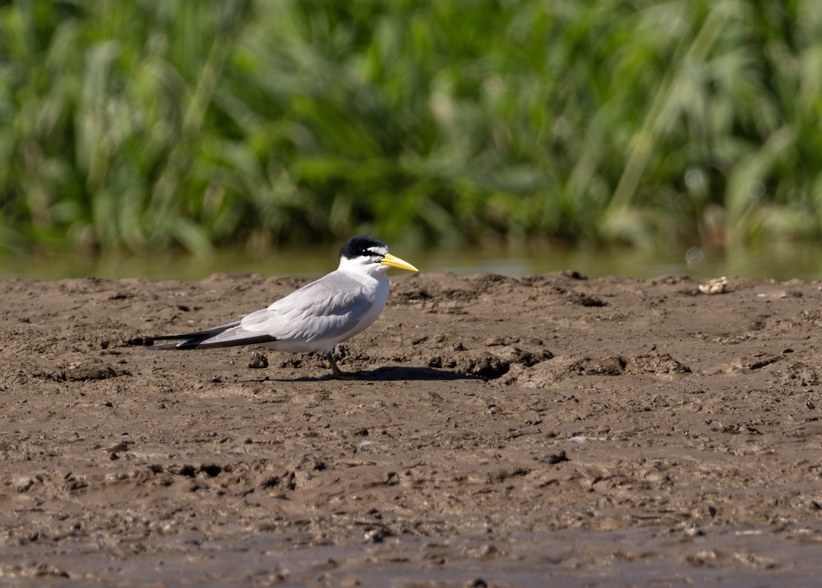 Yellow-billed Tern - ML644643948