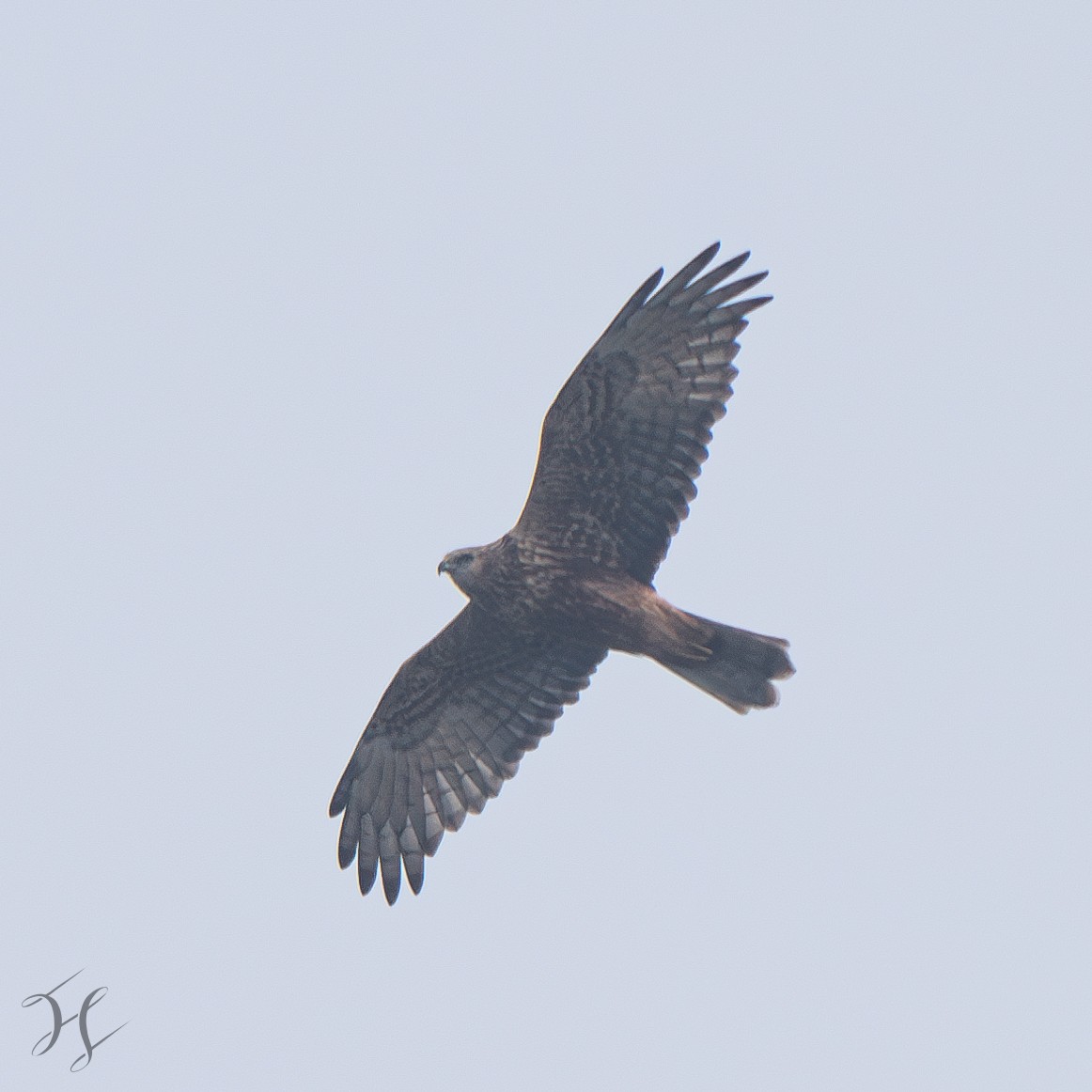 Eastern Marsh Harrier - ML644643955