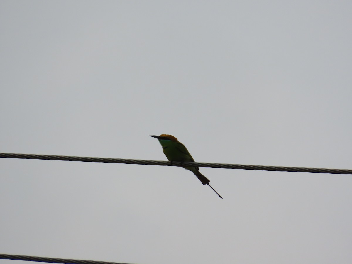 Asian Green Bee-eater - ML644643956