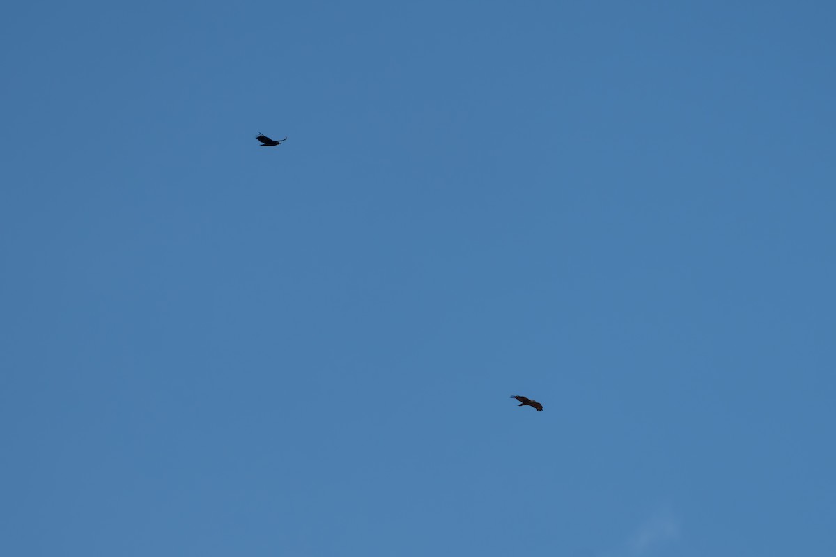 サバンナノスリ - ML644643959