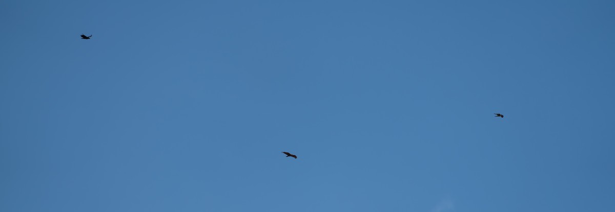 サバンナノスリ - ML644643960