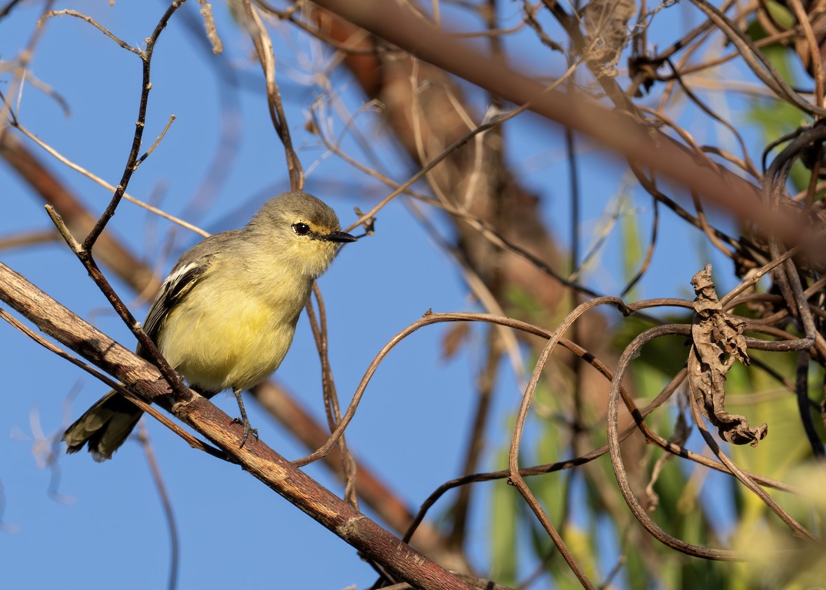 Lesser Wagtail-Tyrant - ML644643961