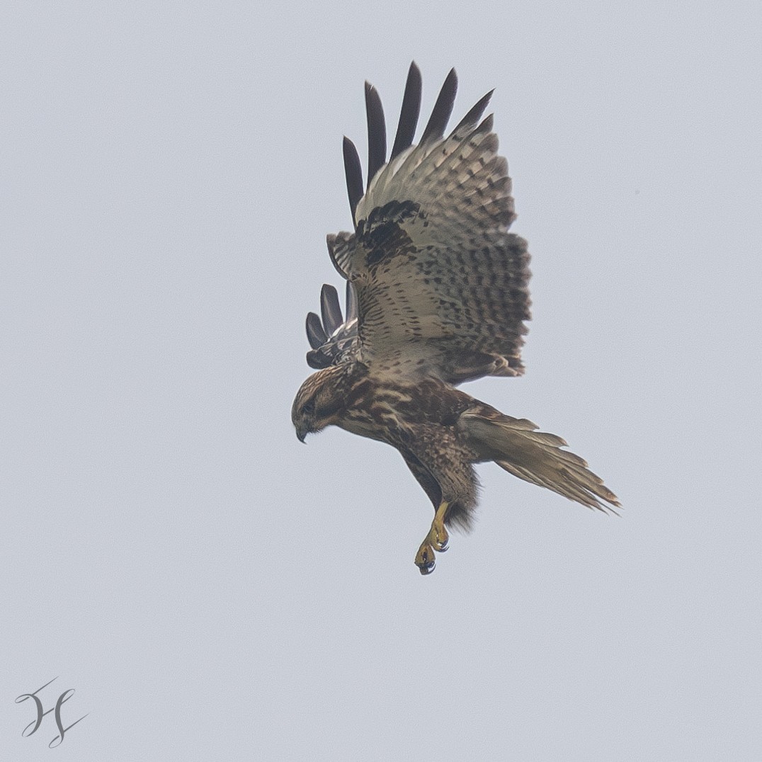 Eastern Buzzard - ML644643963