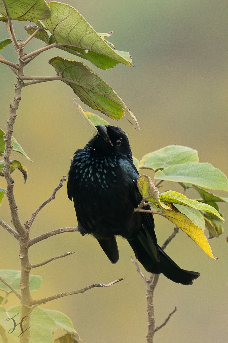 髮冠卷尾 - ML644643980