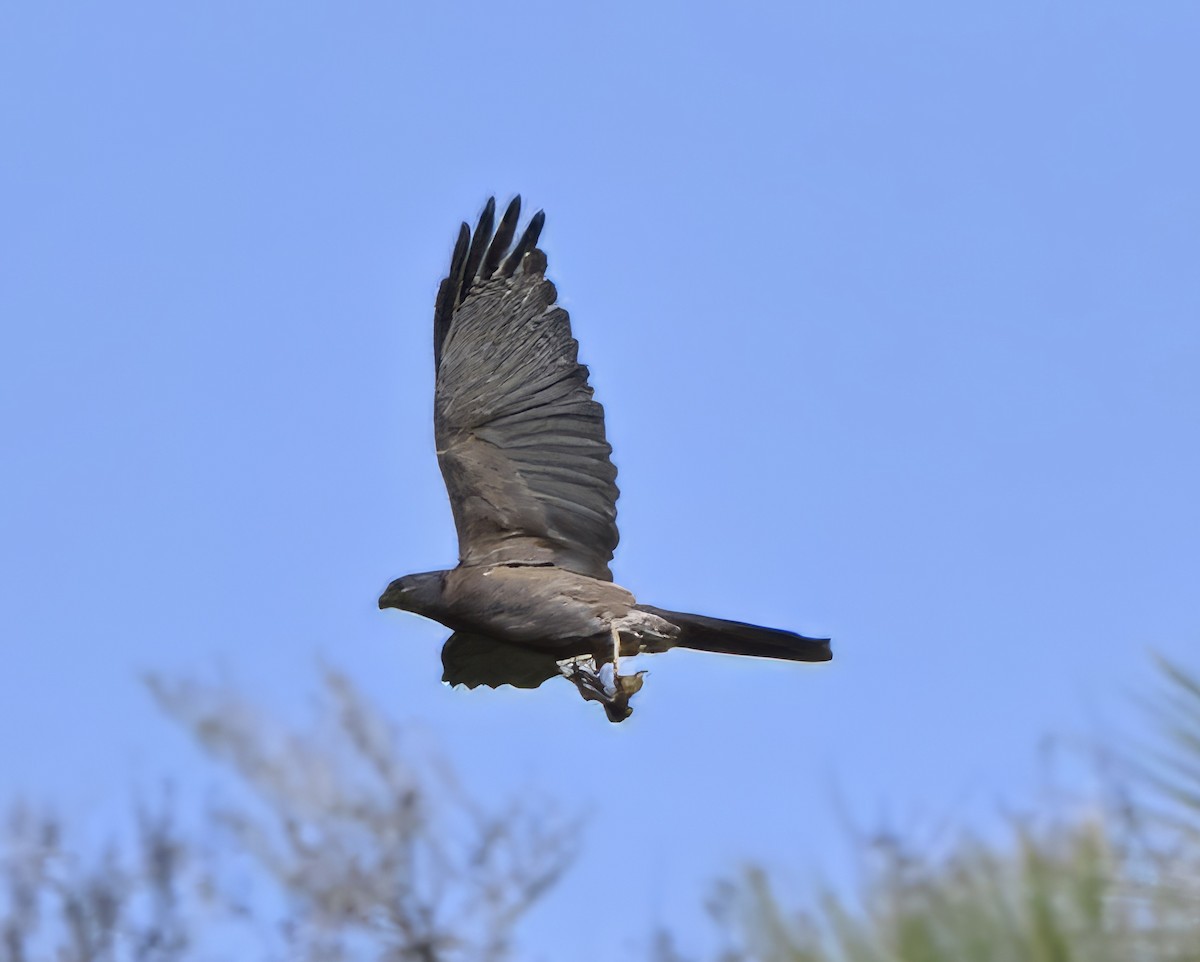 アカハラオオタカ - ML644643989