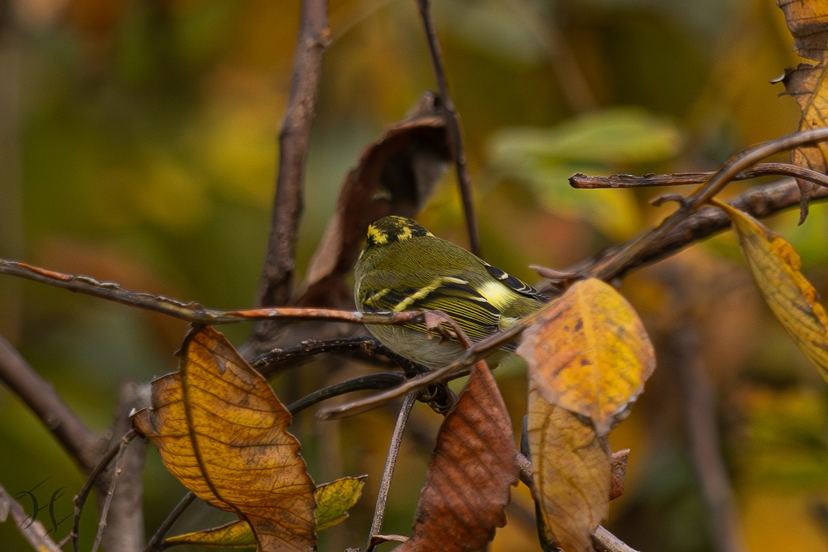 Pallas's Leaf Warbler - ML644643990