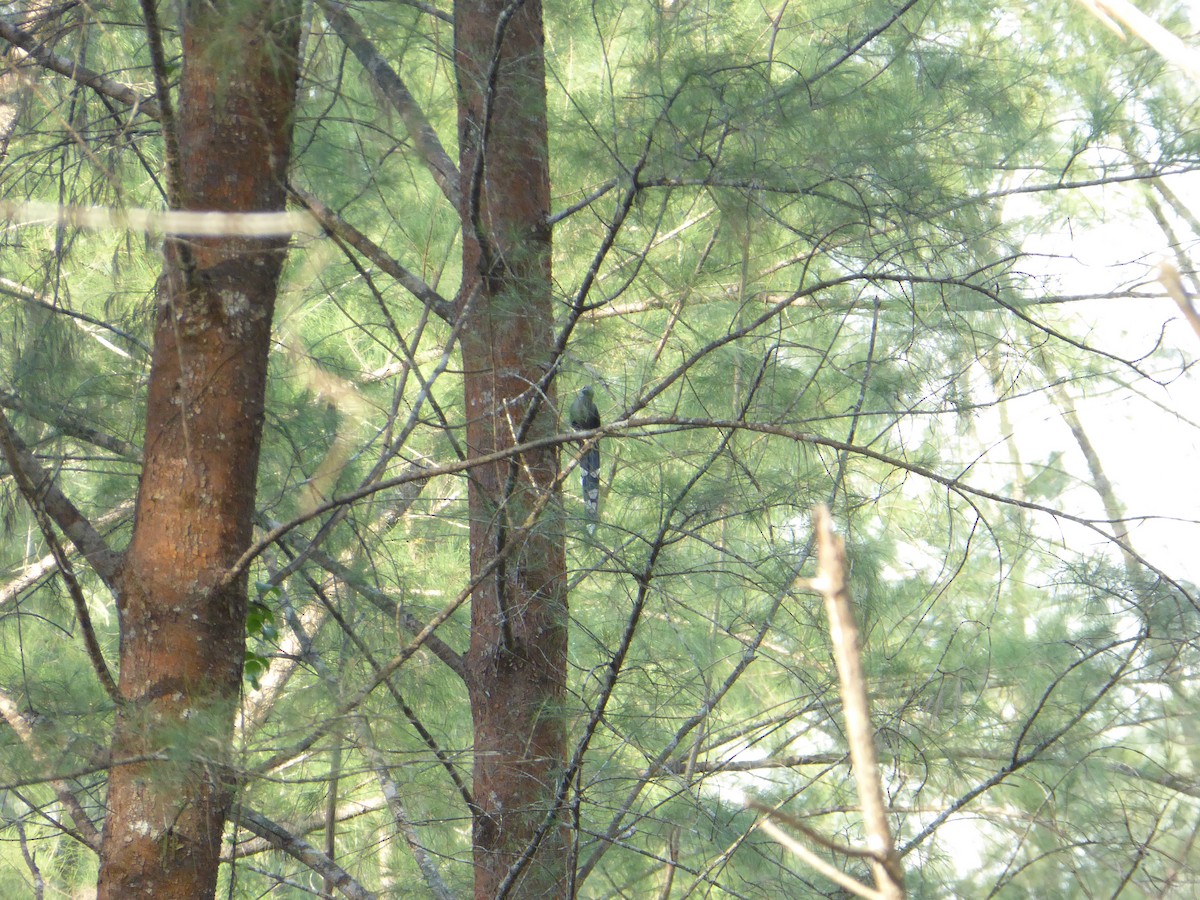 Malcoha sombre - ML644643992