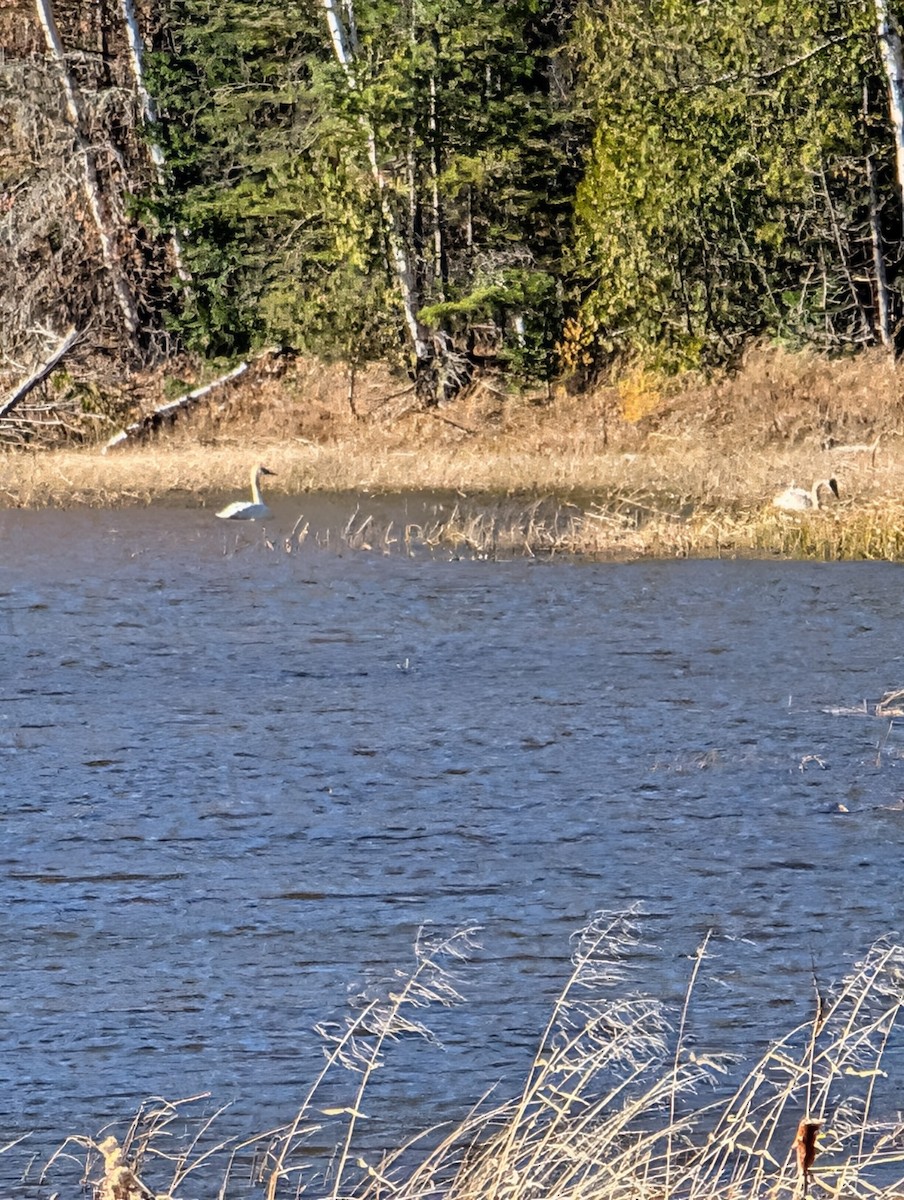 labuť trubač - ML644644001