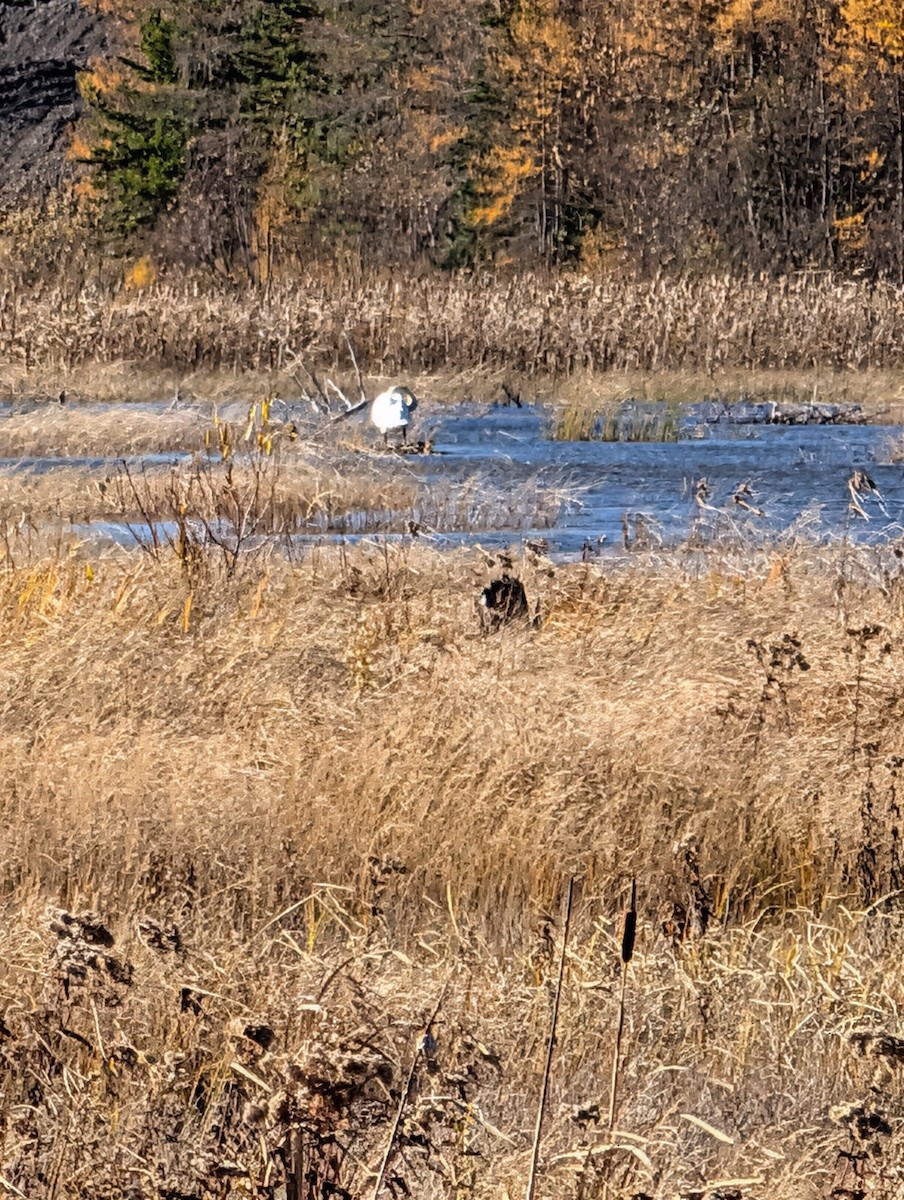 labuť trubač - ML644644002