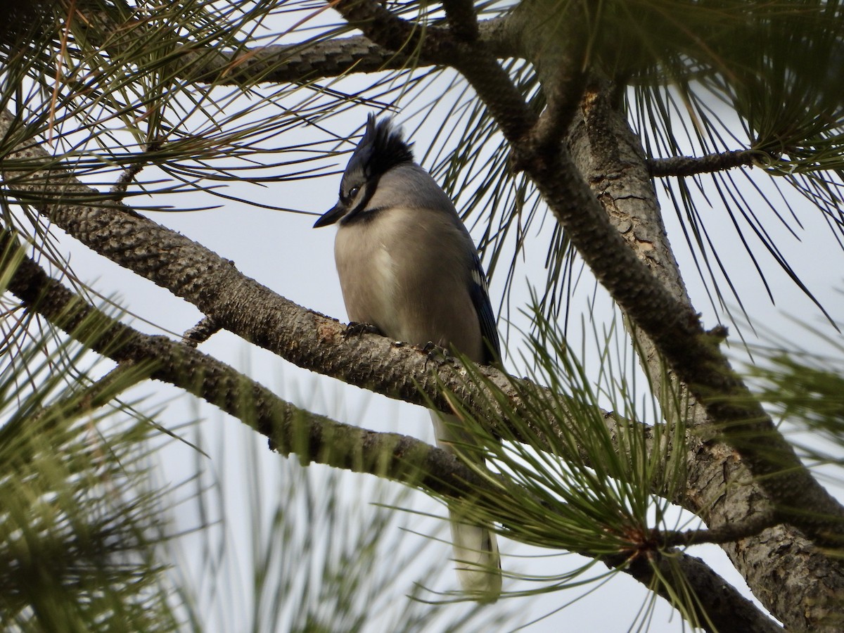 Blue Jay - ML644644003