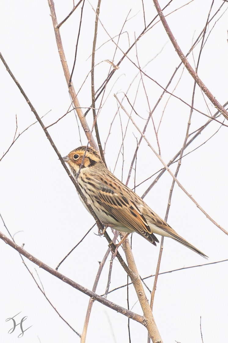 Little Bunting - ML644644013