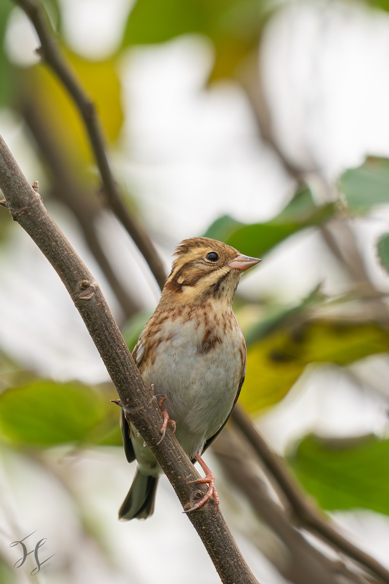 Rustic Bunting - ML644644022