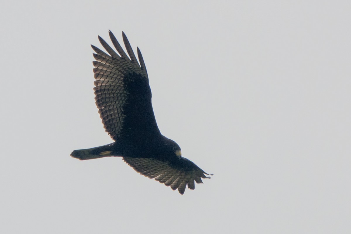 Zone-tailed Hawk - ML644644031