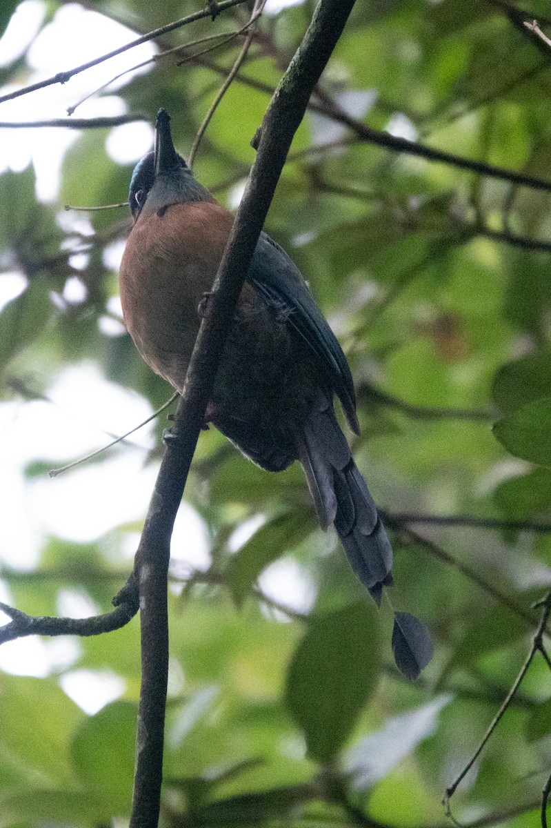 Lesson's Motmot - ML644644036