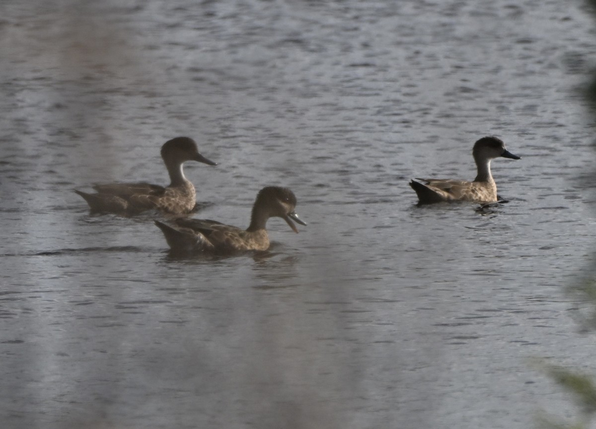 ハイイロコガモ - ML644644038