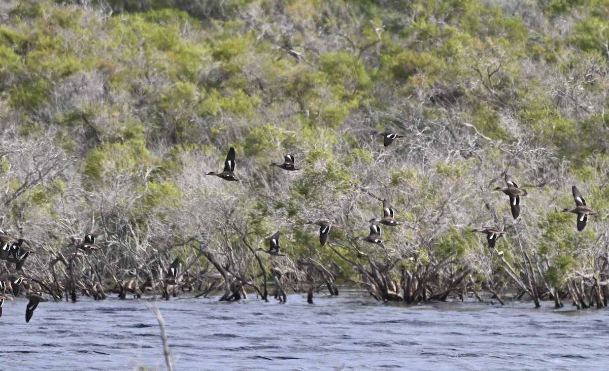 ハイイロコガモ - ML644644040