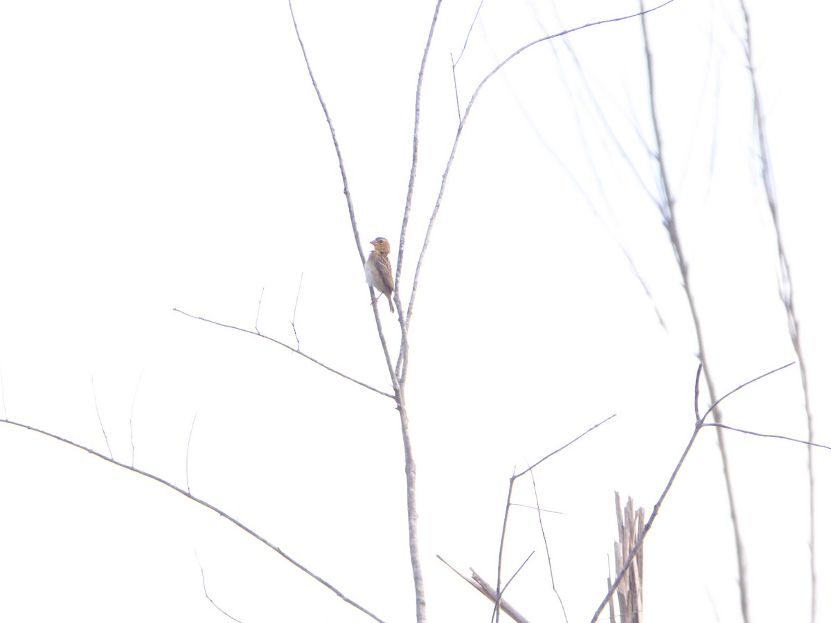 Tisserin baya - ML644644047