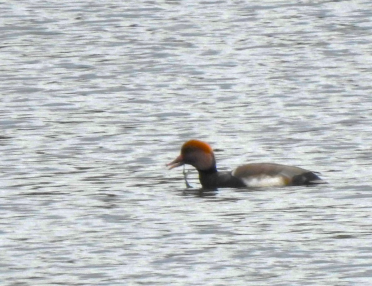 赤嘴潛鴨 - ML644644053