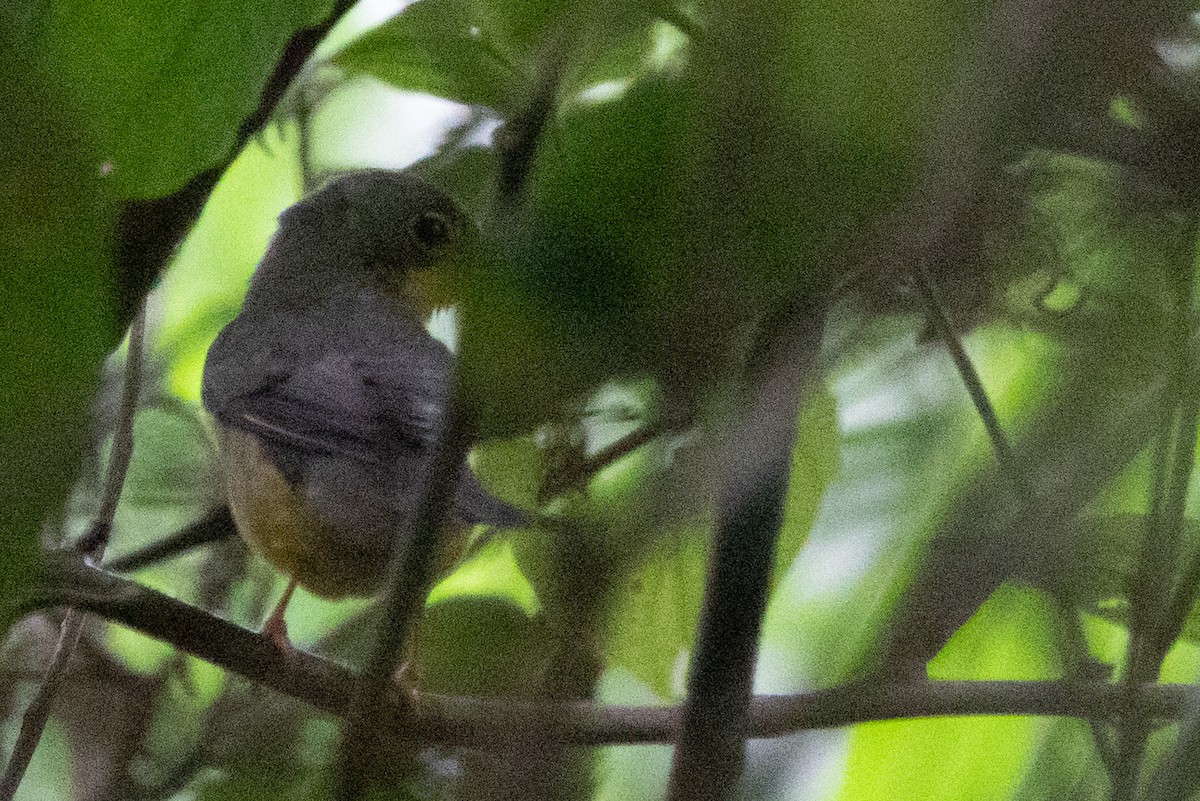 Paruline du Canada - ML644644068