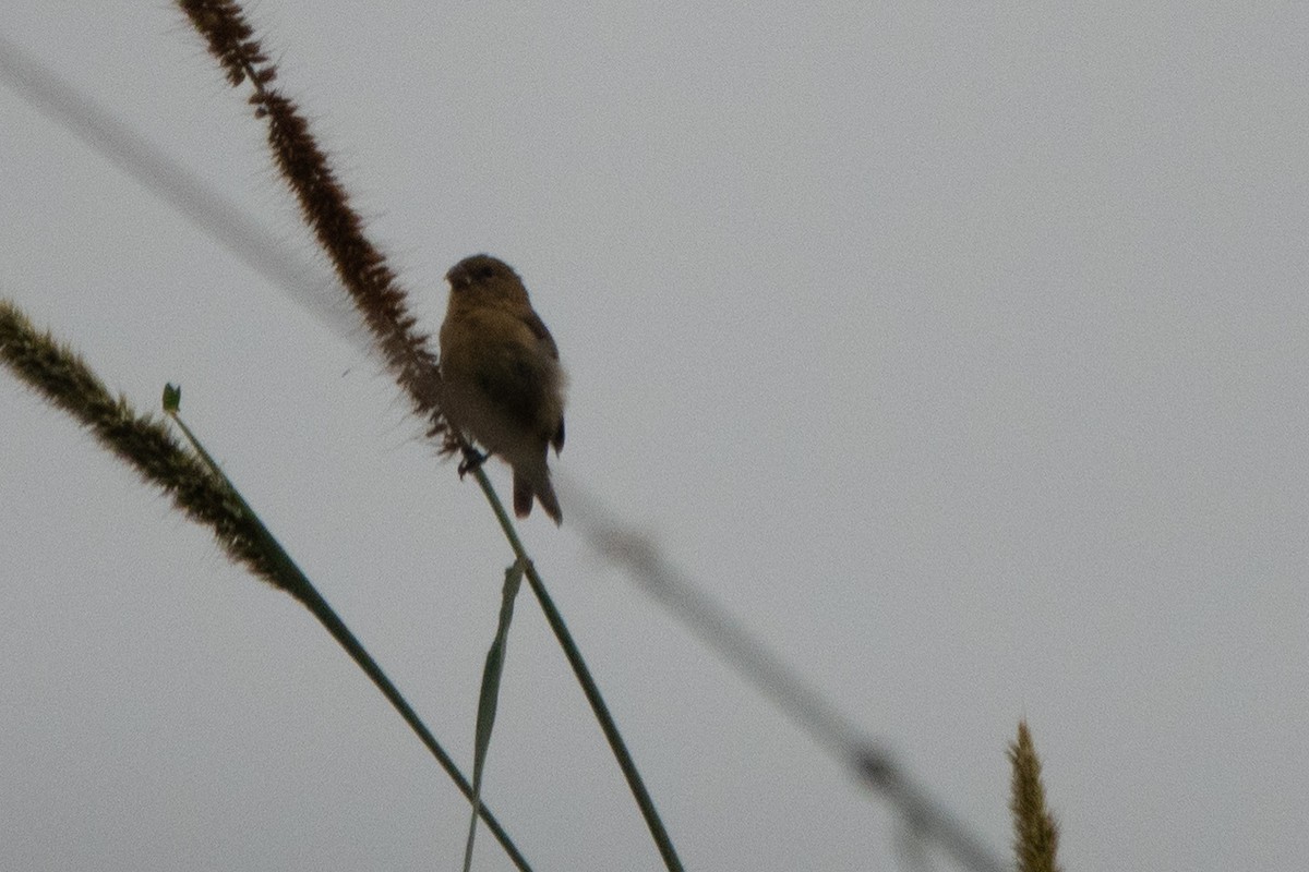 Morelet Tohumculu - ML644644073