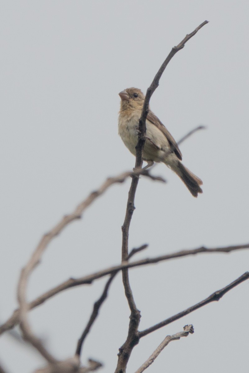 Morelet Tohumculu - ML644644074