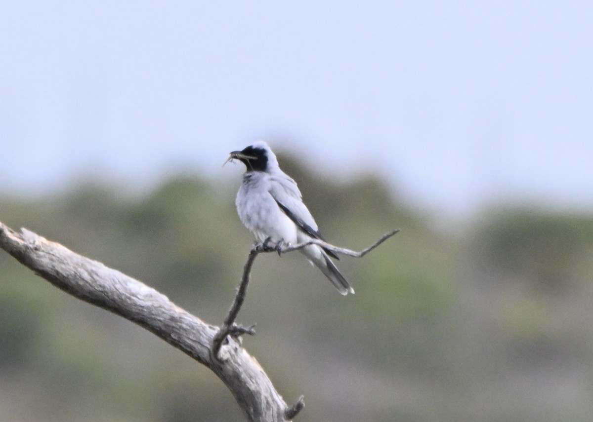 Black-faced Cuckooshrike - ML644644078